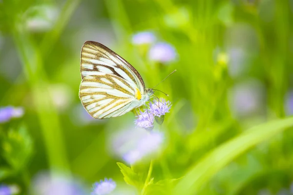 Butterfly — Stock Photo, Image