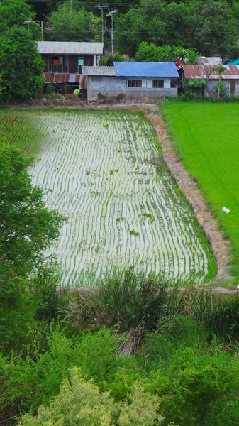 Campo de arroz —  Fotos de Stock