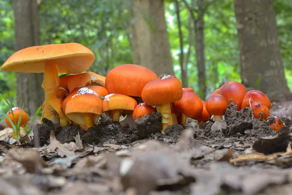 Wild mushrooms Stock Image