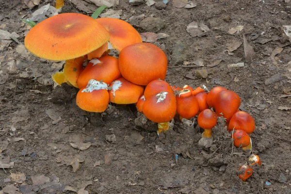 Wild mushrooms Stock Image