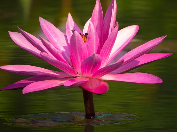 Flor — Fotografia de Stock