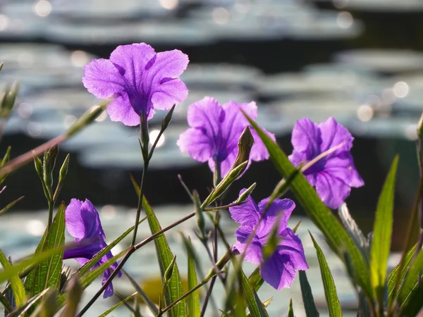 Flor — Fotografia de Stock