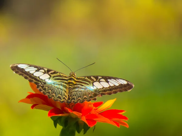 Kelebek — Stok fotoğraf