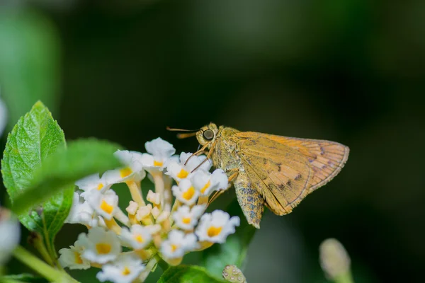 Papillon — Photo