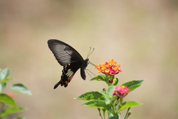 Farfalla — Foto Stock