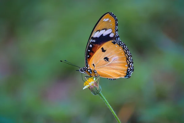 Borboleta — Fotografia de Stock