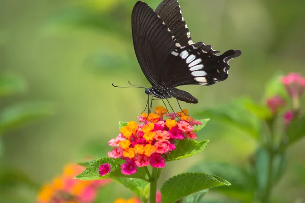 Butterfly Stock Photo