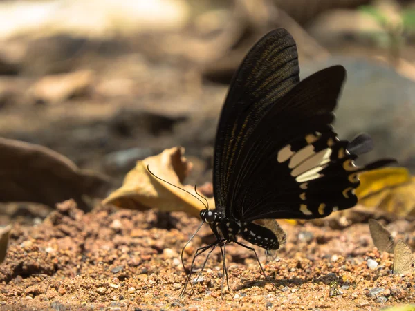 Papillon Image En Vente