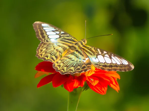 Butterfly Stock Picture