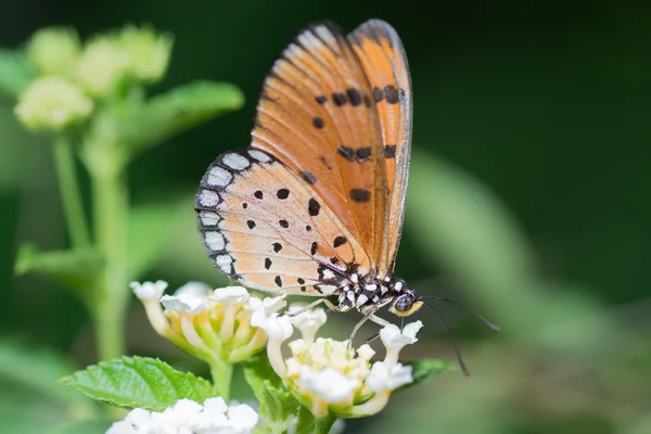 Butterfly Royalty Free Stock Photos