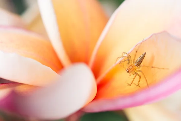 Inseto na flor . — Fotografia de Stock