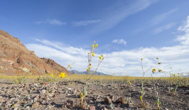 Super bloom in Death Valley clipart