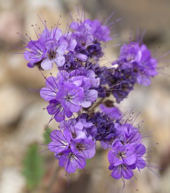 Flowers during 2016 Super Bloom in Death Valley clipart