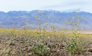 Ölüm Vadisi süper çiçek