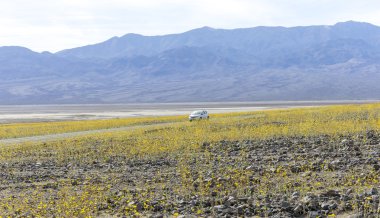 Super bloom in Death Valley clipart