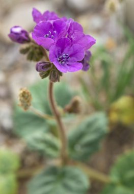 Sırasında Ölüm Vadisi 2016 süper çiçek çiçekler