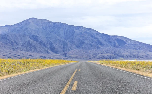 Super bloom i Death Valley — Stockfoto