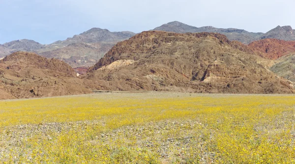 Super bloom in Death Valley — Stock Photo, Image