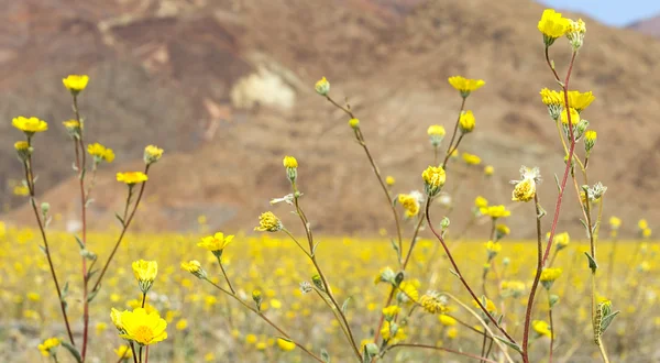 Super flor en Valle de la Muerte —  Fotos de Stock