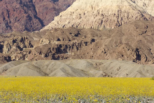 Super bloom in Death Valley — Stock Photo, Image