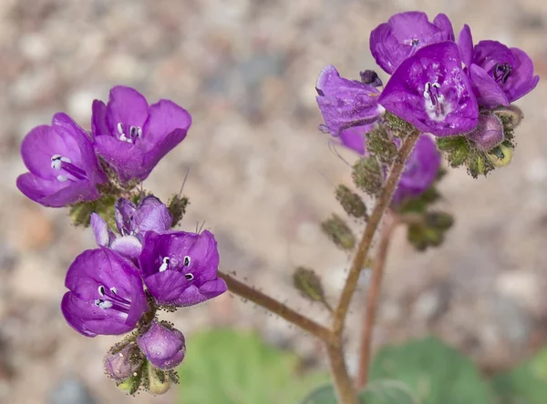 Flores durante 2016 Super Bloom en Valle de la Muerte —  Fotos de Stock