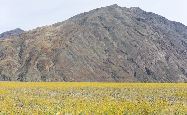 Super kwitną w dolinie śmierci — Zdjęcie stockowe