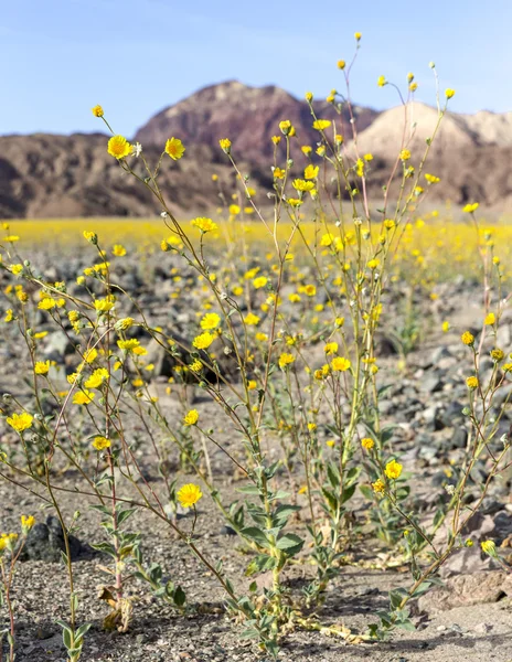 Super bloom i Death Valley — Stockfoto