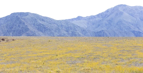 Super bloom in Death Valley — Stock Photo, Image