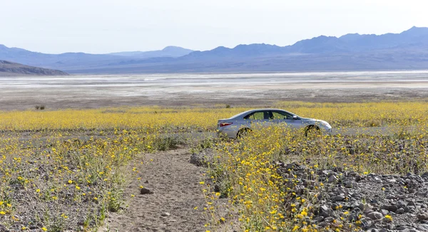 Super bloom i Death Valley — Stockfoto
