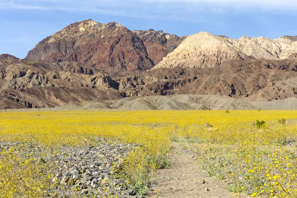 Super bloom i Death Valley — Stockfoto