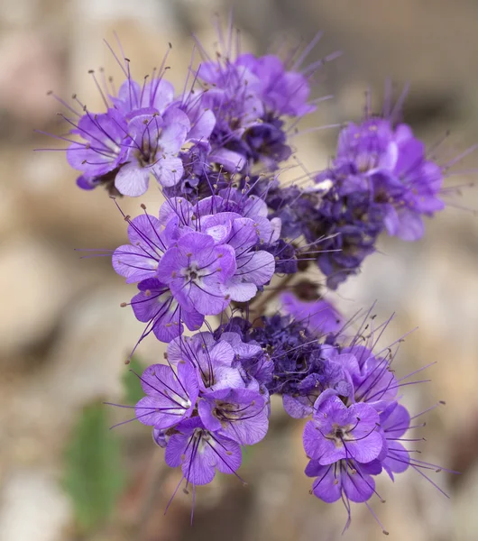 Blumen während der Superblüte 2016 im Death Valley — Stockfoto