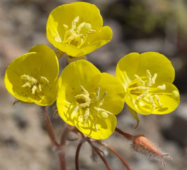 Flores durante 2016 Super Bloom en Valle de la Muerte —  Fotos de Stock