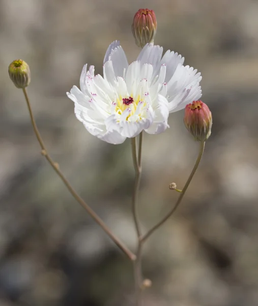 Flores durante 2016 Super Bloom en Valle de la Muerte —  Fotos de Stock