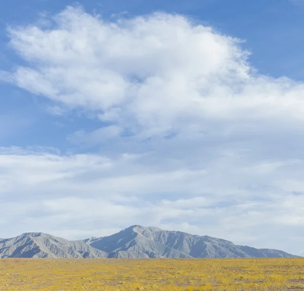 Super bloeien in Death Valley — Stockfoto