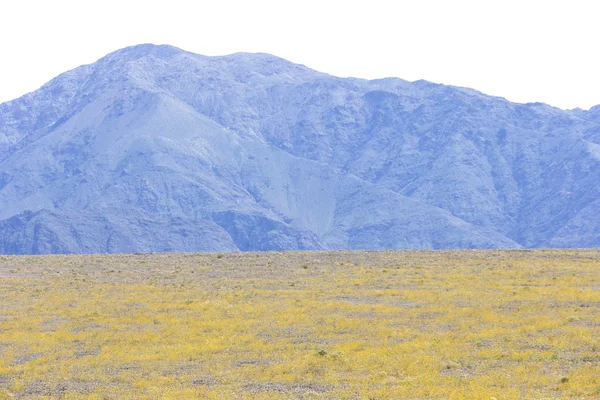 Super bloom in Death Valley — Stock Photo, Image