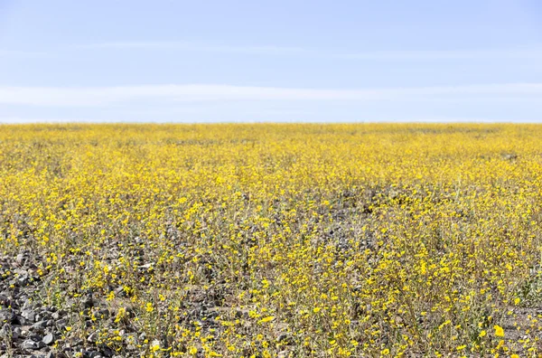 Super flor no Vale da Morte — Fotografia de Stock