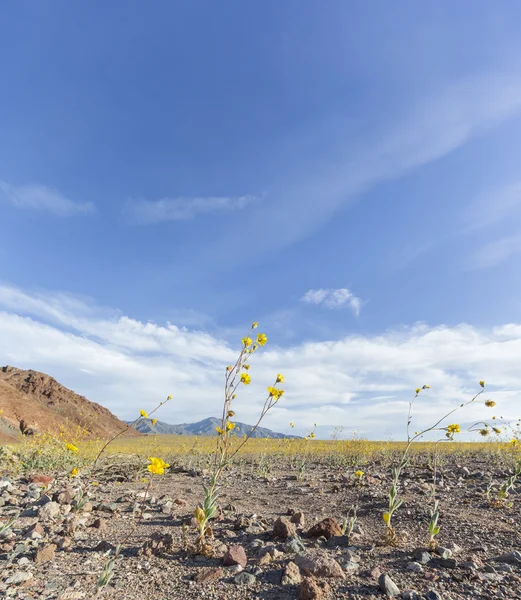 Super bloom i Death Valley — Stockfoto