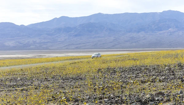 Super bloeien in Death Valley — Stockfoto