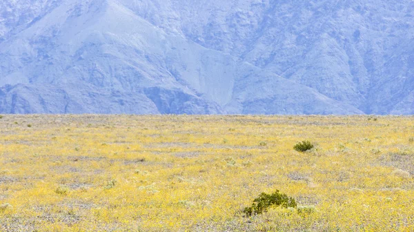 Super bloom in Death Valley — Stock Photo, Image