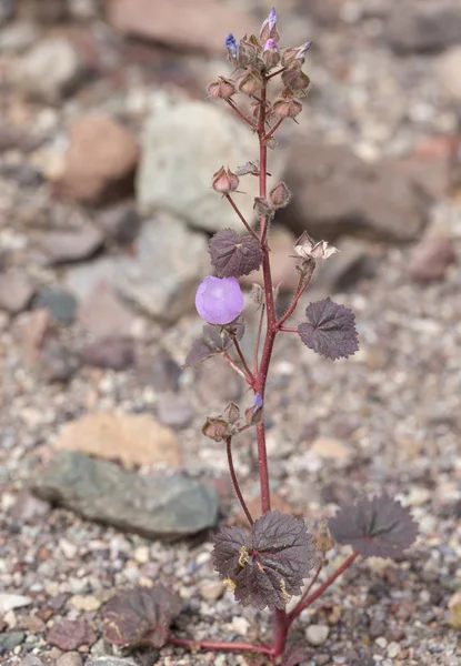Flores durante 2016 Super Bloom en Valle de la Muerte —  Fotos de Stock
