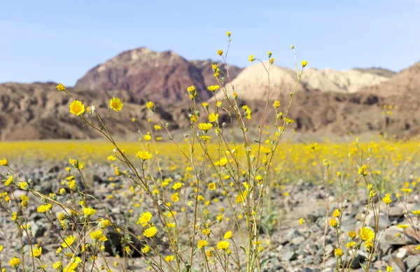 Super flor en Valle de la Muerte —  Fotos de Stock