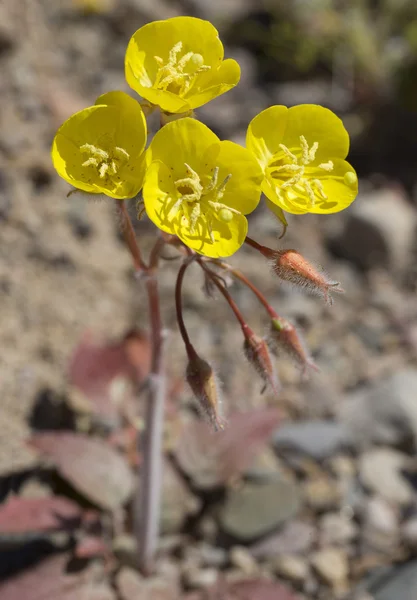 Flores durante 2016 Super Bloom en Valle de la Muerte —  Fotos de Stock