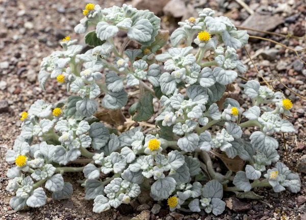 Flores durante 2016 Super Bloom en Valle de la Muerte —  Fotos de Stock