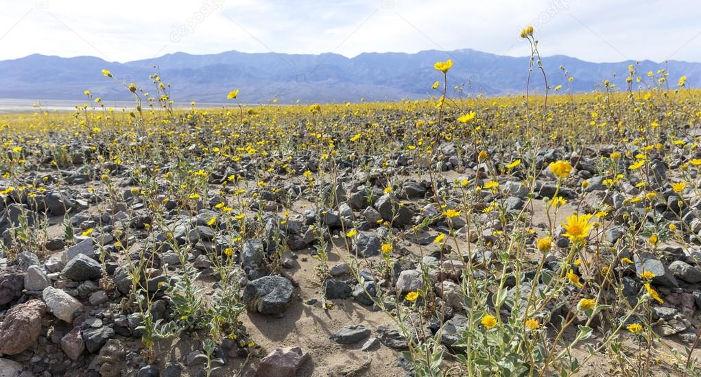 Super bloom in Death Valley