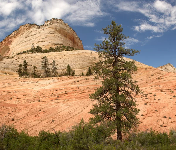 Zion national park — Stok fotoğraf