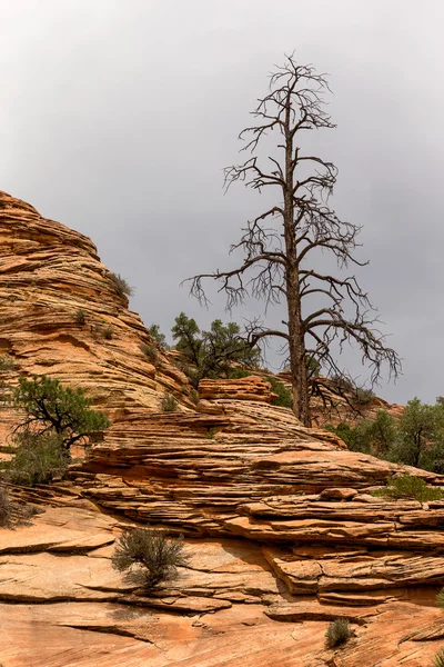 Parque nacional de Zion — Foto de Stock