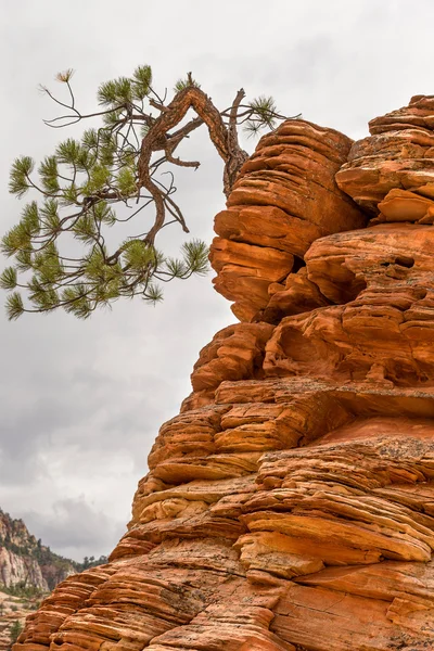 Parque nacional de Zion — Foto de Stock