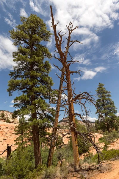 Zion National Park — Stock Photo, Image