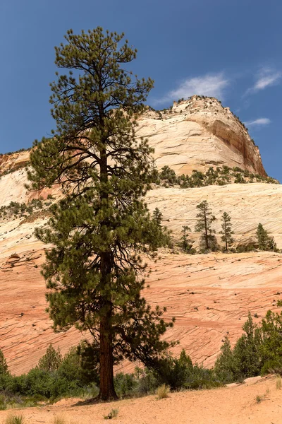 Zion National Park — Stock Photo, Image