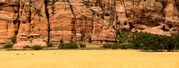 Hay field — Stock Photo, Image